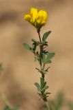 Medicago romanica