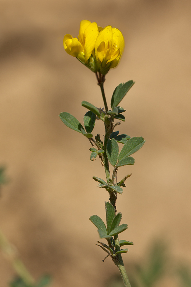 Изображение особи Medicago romanica.