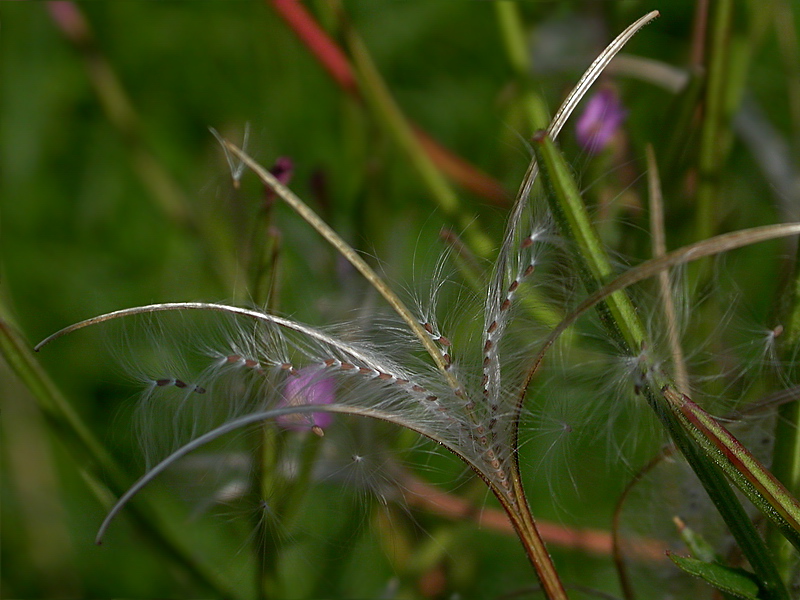 Image of Epilobium parviflorum specimen.