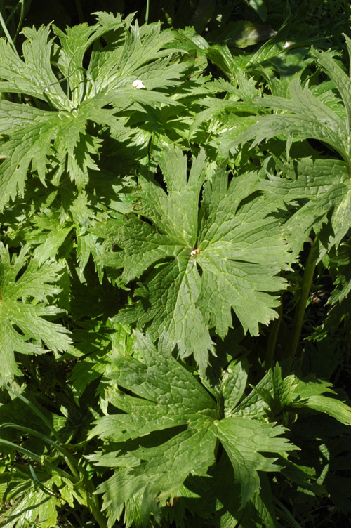 Image of Aconitum leucostomum specimen.