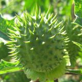 Datura stramonium