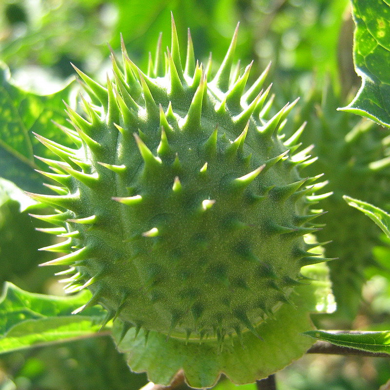 Изображение особи Datura stramonium.