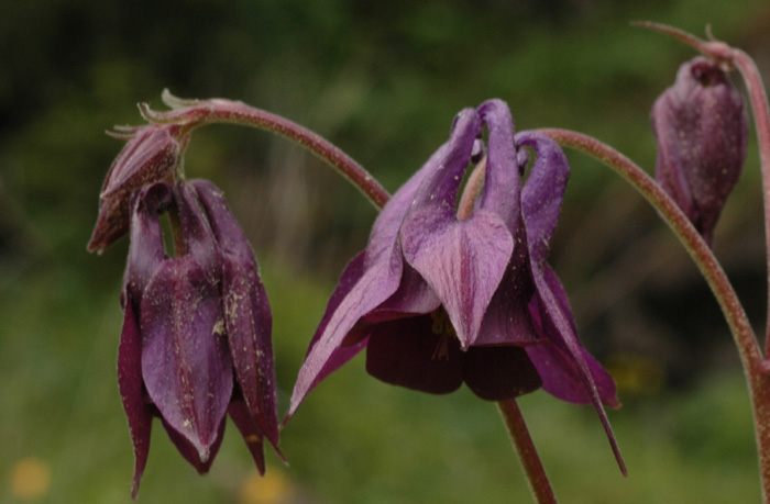 Изображение особи Aquilegia atrovinosa.