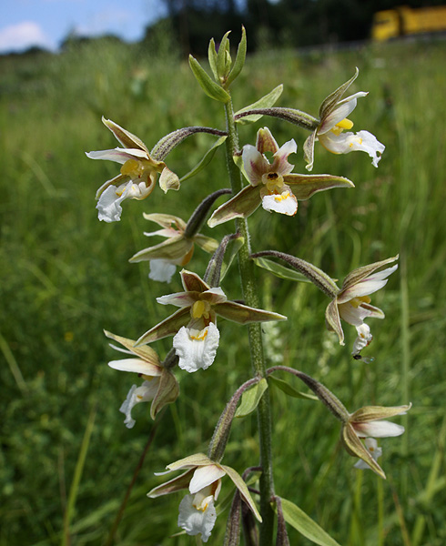 Изображение особи Epipactis palustris.