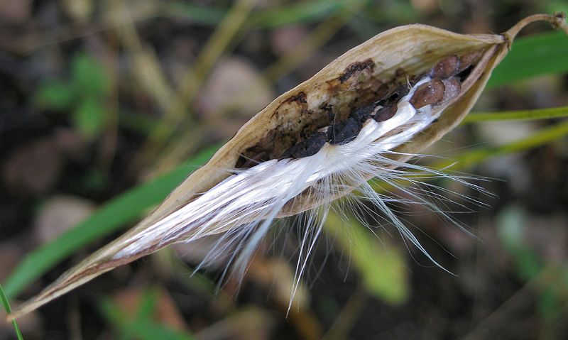 Image of Vincetoxicum hirundinaria specimen.