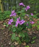 Lunaria annua. Цветущее растение. Нидерланды, Гронинген, парк Groenestein. 26 апреля 2008 г.