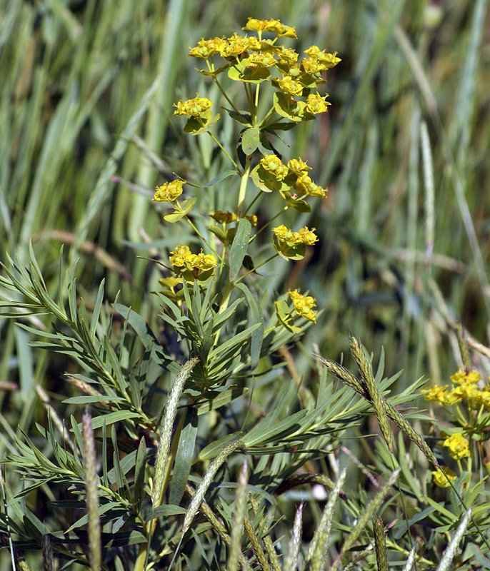 Изображение особи Euphorbia virgata.