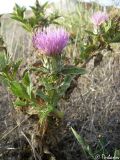 Onopordum tauricum
