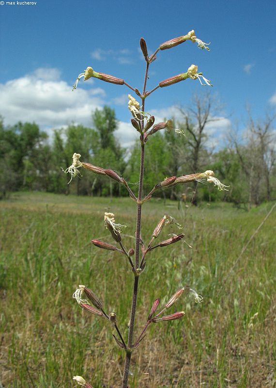 Image of Silene viscosa specimen.