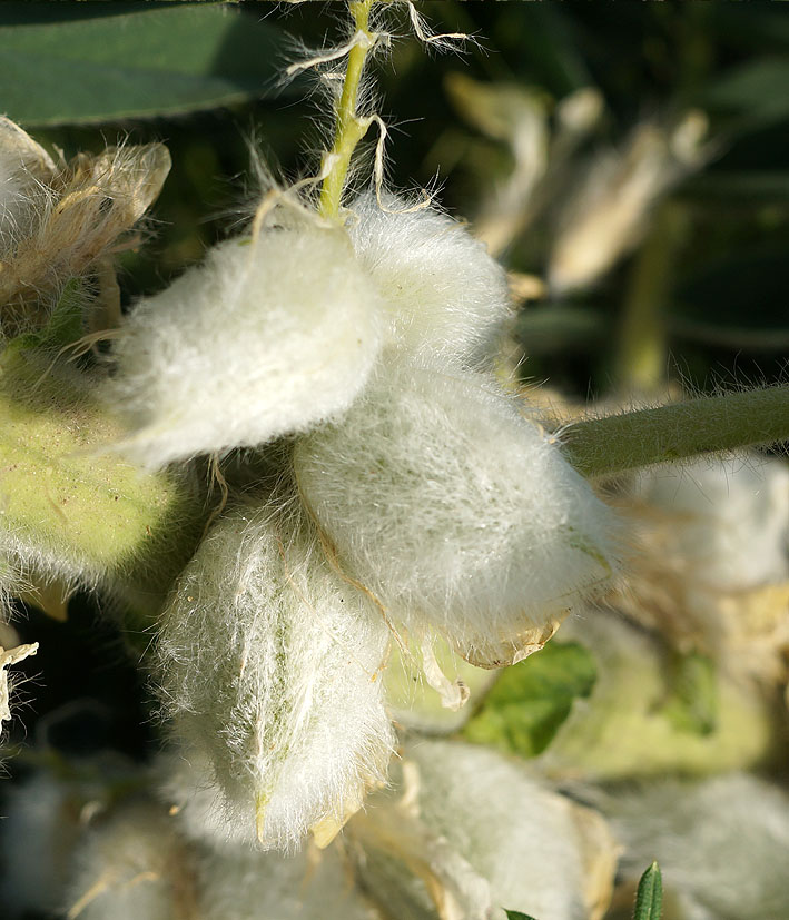 Image of Astragalus sieversianus specimen.