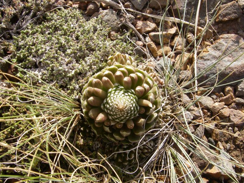 Изображение особи Orostachys spinosa.