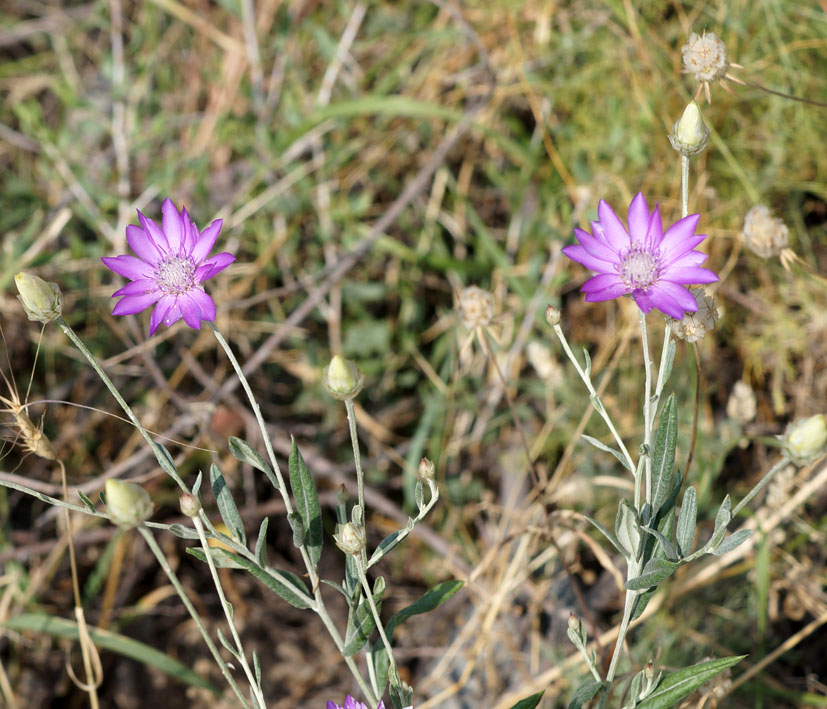 Image of Xeranthemum annuum specimen.