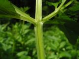 Scrophularia umbrosa