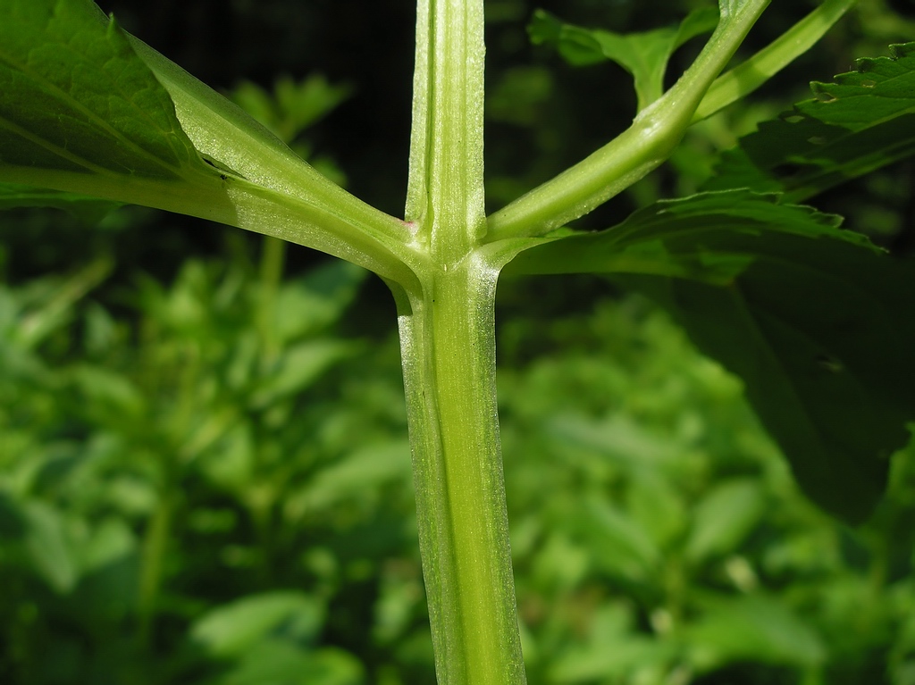 Изображение особи Scrophularia umbrosa.