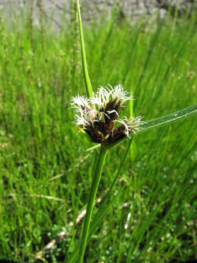 Изображение особи Bolboschoenus maritimus var. compactus.