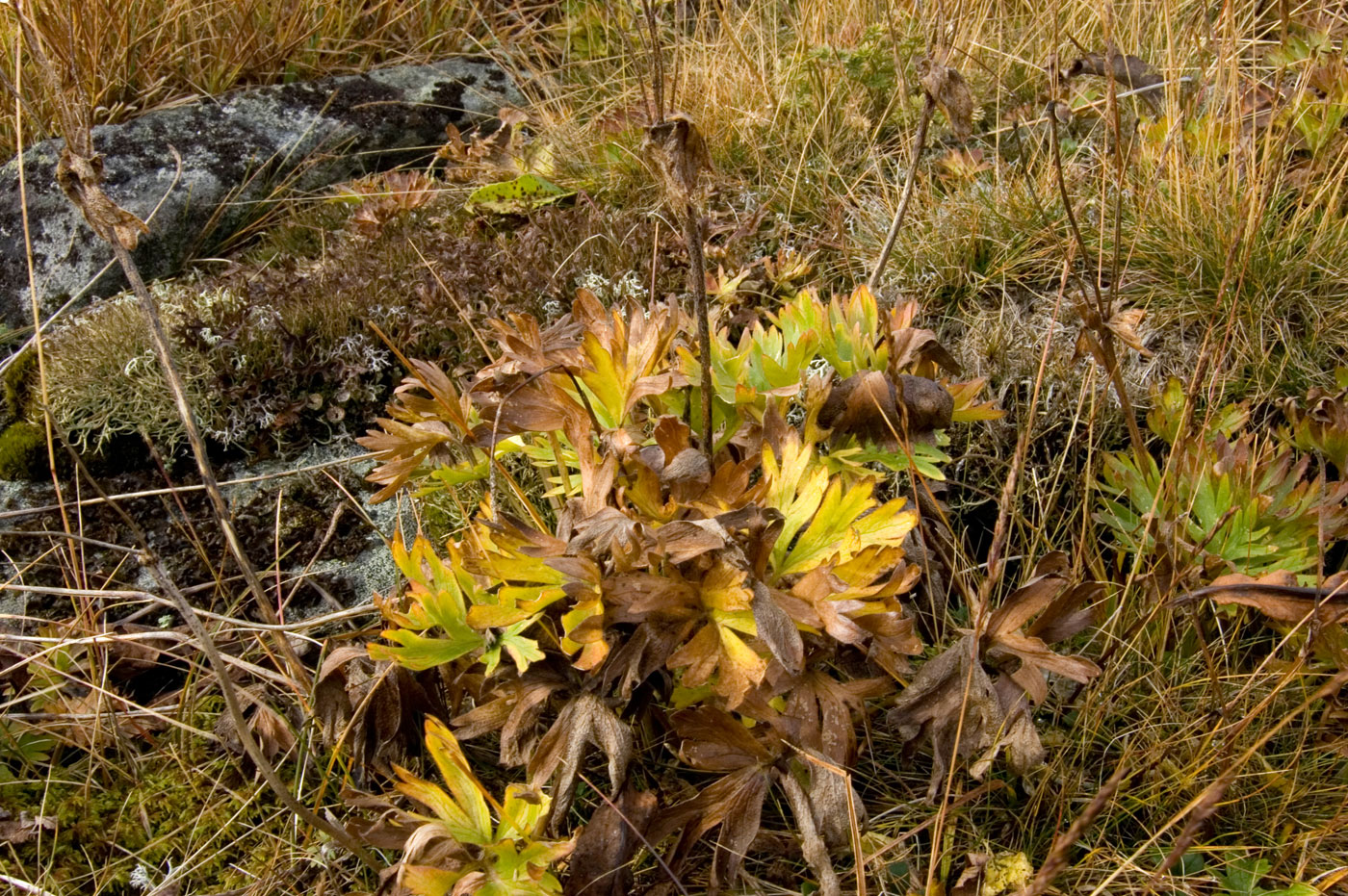 Изображение особи Anemonastrum biarmiense.