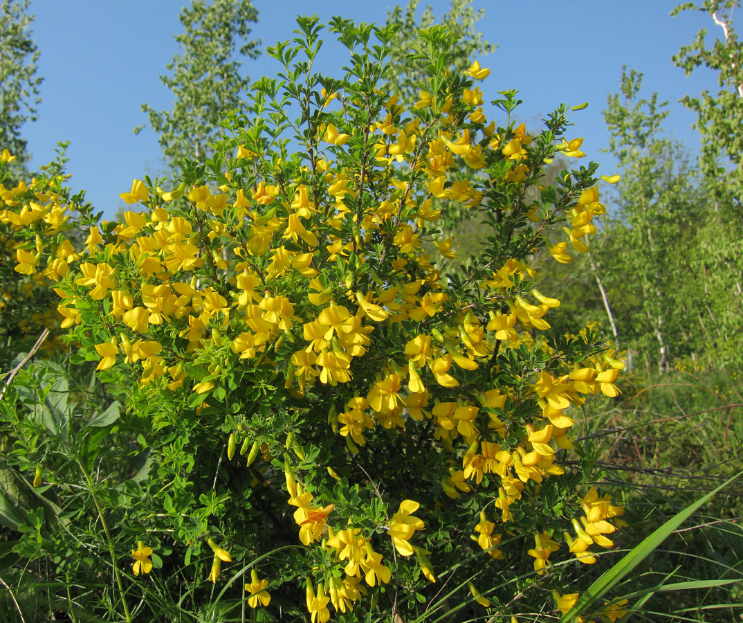 Image of Caragana frutex specimen.