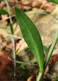 Polygala major