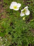 genus Papaver