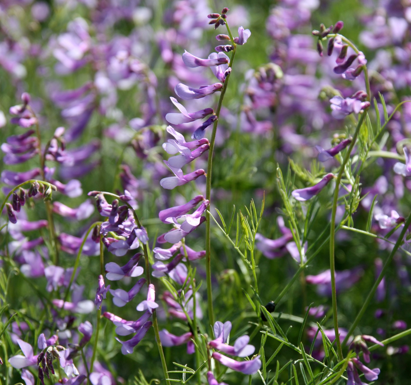 Изображение особи Vicia elegans.