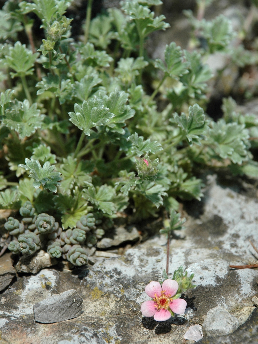 Image of Potentilla porphyrantha specimen.