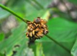 Phrynium pubinerve. Соплодие. Андаманские острова, остров Хейвлок, влажный тропический лес. 01.01.2015.