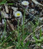 Erigeron borealis