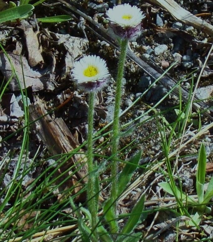 Изображение особи Erigeron borealis.