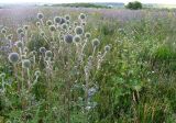 Echinops sphaerocephalus