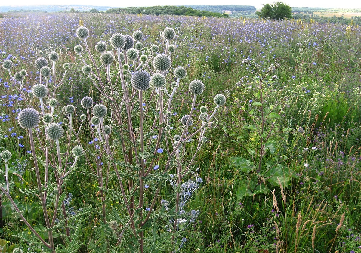 Изображение особи Echinops sphaerocephalus.