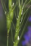 Aegilops triuncialis