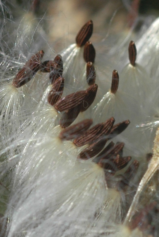 Изображение особи Sonchus arvensis.