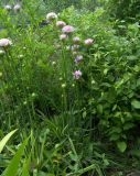 Armeria alliacea