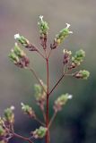 Origanum tyttanthum