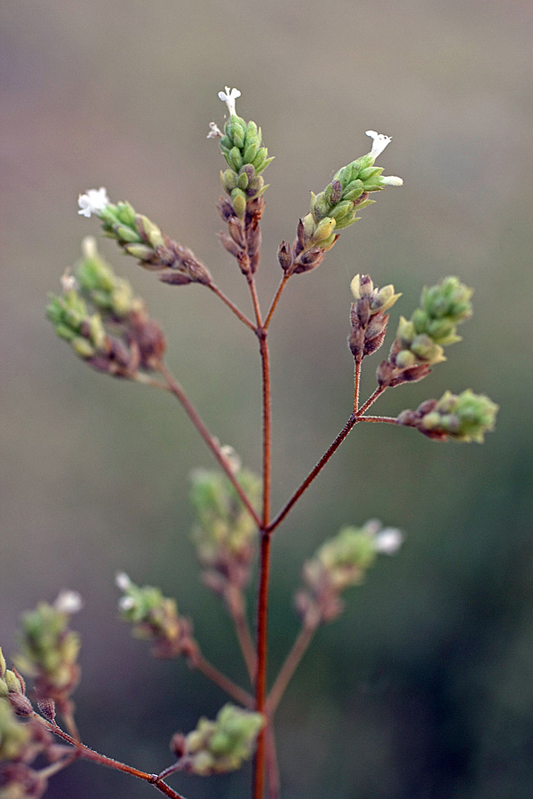 Image of Origanum tyttanthum specimen.