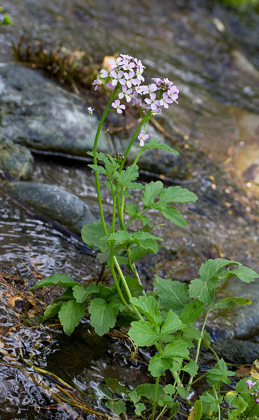 Изображение особи Cardamine macrophylla.