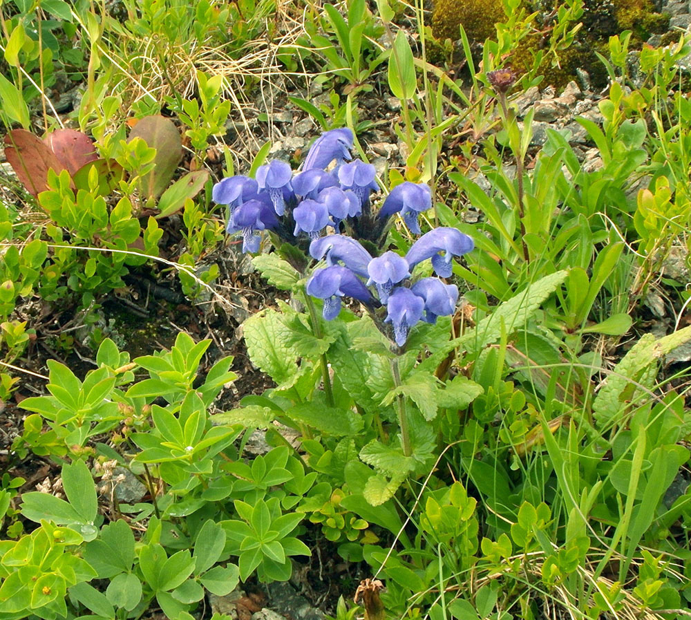 Image of Dracocephalum grandiflorum specimen.