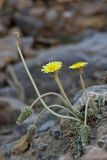 Taraxacum turcomanicum. Цветущее растение с отцветшими соцветиями. Южный Казахстан, горы Алатау (Даубаба), Карьерное ущелье. 13.08.2014.