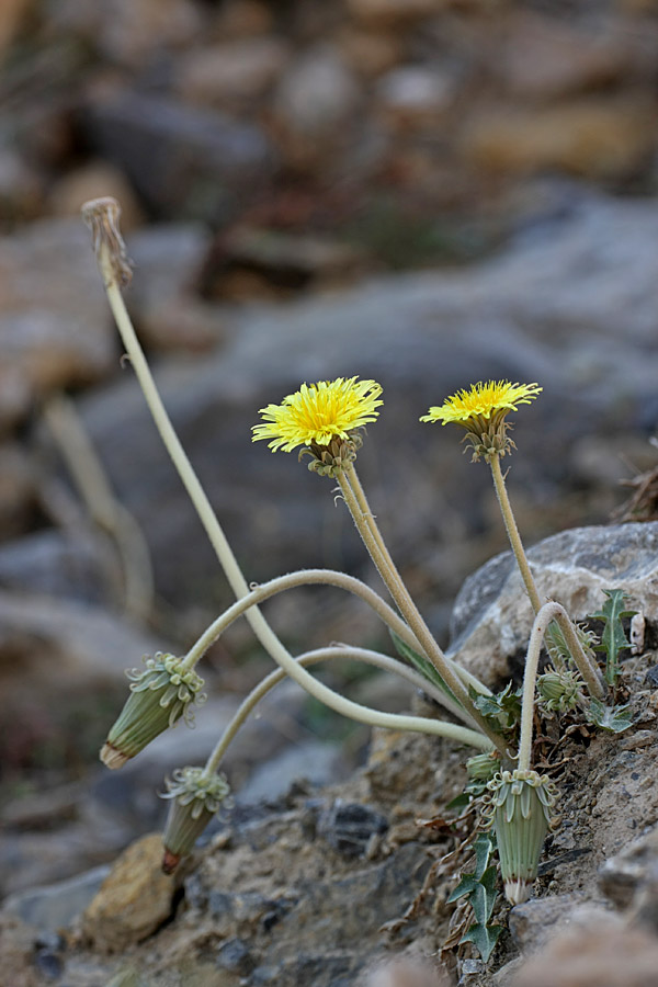 Изображение особи Taraxacum turcomanicum.