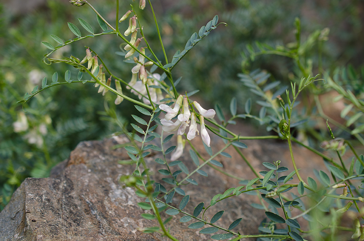 Image of Vicia costata specimen.