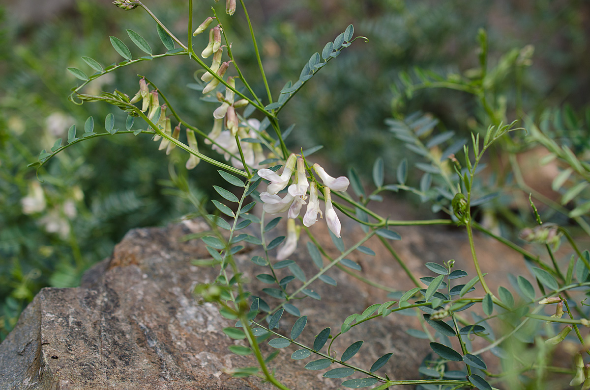 Image of Vicia costata specimen.