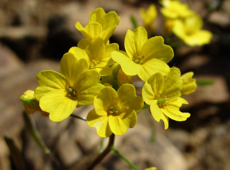 Image of Draba hispida specimen.