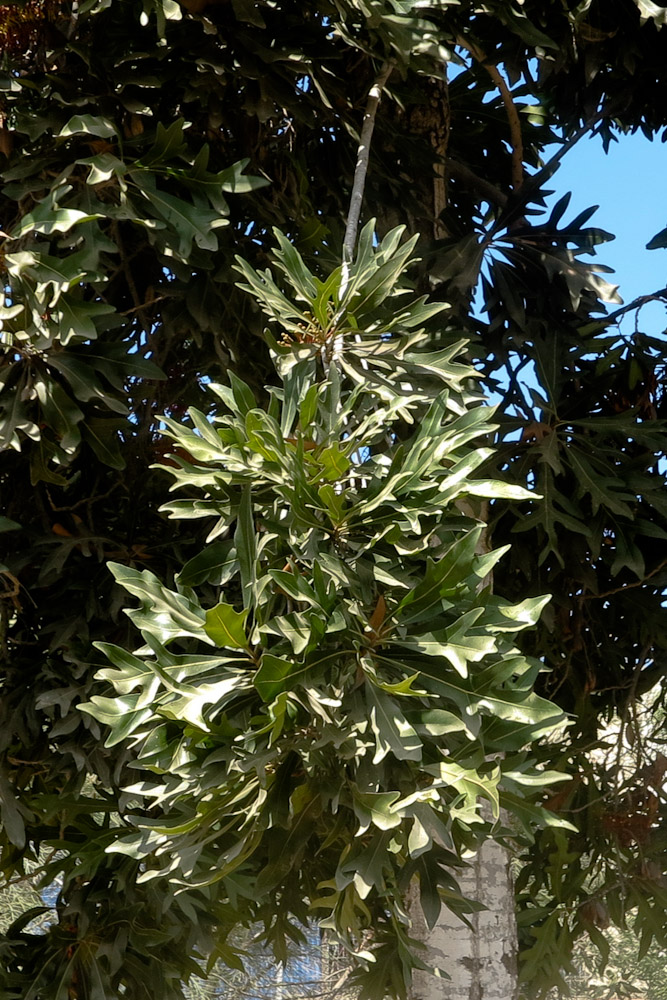 Image of Stenocarpus sinuatus specimen.