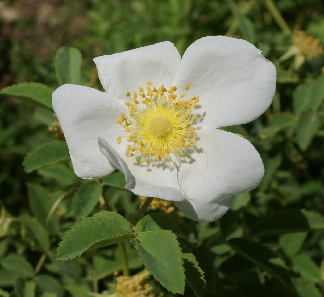 Image of Rosa laxa specimen.