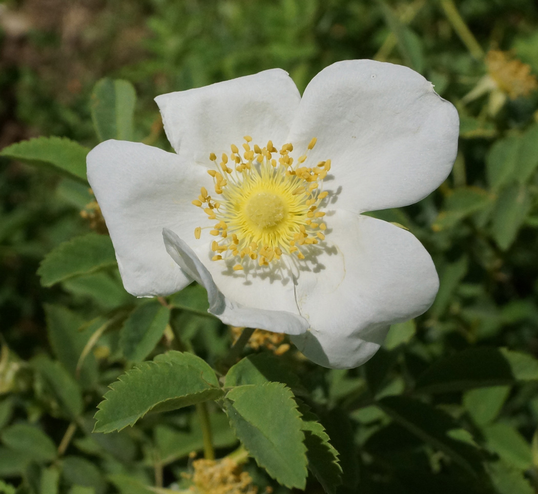 Изображение особи Rosa laxa.