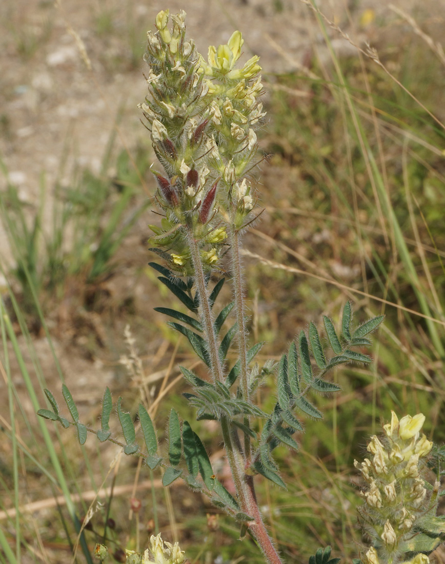 Изображение особи Oxytropis pilosa.