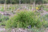 Fumaria officinalis. Цветущее растение. Ленинградская обл., Кингисеппский р-н, дер. Караваево, залежь. 16.08.2015.