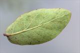 Lonicera baltica
