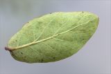 Lonicera baltica. Лист (вид на нижнюю сторону). Ленинградская обл., Ломоносовский р-н, долина р. Шингарка, берег ручья. 16.08.2015.