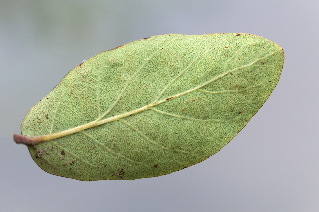 Image of Lonicera baltica specimen.